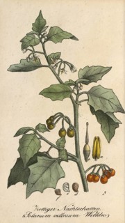 European poisonous plants, Yellow-fruited solanum physalifolium or Red-fruited nightshade, Solanum