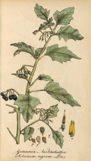 European poisonous plants, European Black Nightshade or Black Nightshade, Solanum nigrum,