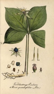 European poisonous plants, four-leaved huckleberry, Paris quadrifolia, authentic, digitally