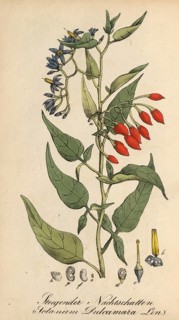 European poisonous plants, bittersweet nightshade, Solanum dulcamara, authentic, digitally restored
