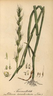 European poisonous plants, staggering lolc, Lolium temulentum, also known as dizzy grass or dizzy