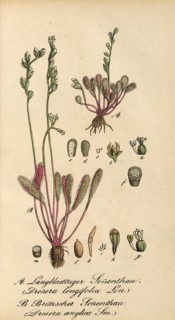 European poisonous plants, English sundew, Drosera anglica, Drosera longifolia, authentic,