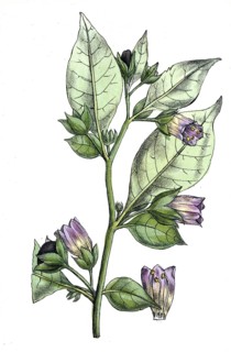 European poisonous plants, black belladonna, atropa belladonna, digitally restored reproduction