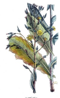European poisonous plants, venomous lettuce, Lactuca virosa, digitally restored reproduction from a