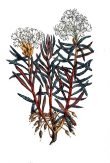 European poisonous plants, swamp porch, rhododendron tomentosum, Ledum palustre, digitally restored