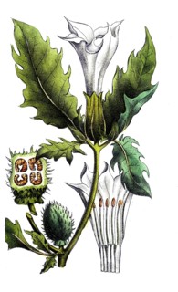 European poisonous plants, common holly apple, Datura stramonium, digitally restored reproduction