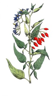 European poisonous plants, bittersweet nightshade, Solanum dulcamara, digitally restored