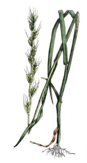 European poisonous plants, tumbling lolc, Lolium temulentum, also smoking grass or vertigo wheat,