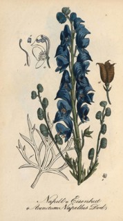 European poisonous plants, aconite, Aconitum napellus, authentic, digitally restored reproduction