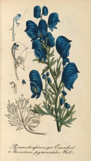 European poisonous plants, Aconitum pyramidale, aconite species with pyramidal inflorescence,