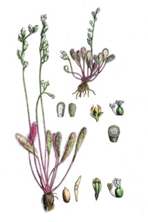 European poisonous plants, long-leaf sundew, Drosera anglica, Drosera longifolia, digitally