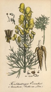 European poisonous plants, poison aconite, Aconitum anthora, authentic, digitally restored