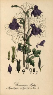 European poisonous plants, European columbine or common columbine, Aquilegia vulgaris, authentic,