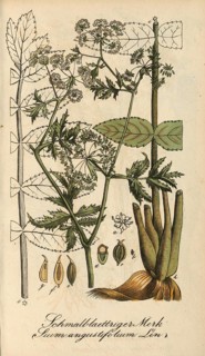 European poisonous plants, Sium angustifolium L. Berle, Berula erecta, authentic, digitally