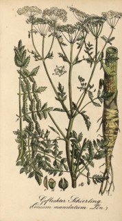 European poisonous plants, spotted hemlock, Conium maculatum, authentic, digitally restored