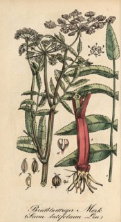European poisonous plants, Sium latifolium L, Sium latifolium, authentic, digitally restored