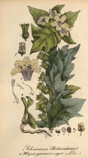 European poisonous plants, Black henbane, Hyoscyamus niger, authentic, digitally restored