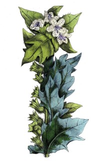 European poisonous plants, black henwort, Hyoscyamus niger, digitally restored reproduction from a