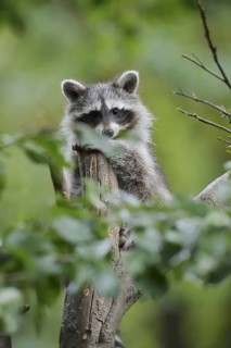 Raccoon (Procyon lotor), young in a tree, North Rhine-Westphalia, Germany
