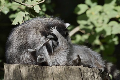 Raccoon (Procyon lotor) playing with young, North Rhine-Westphalia, Germany