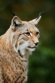 Eurasian lynx (Lynx lynx), portrait, captive, Germany