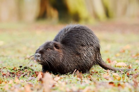 Nutria or swamp beaver (Myocastor coypus) on the shore, North Rhine-Westphalia, Germany, neozoon in
