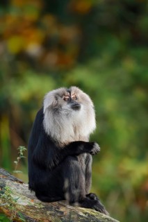 Bearded monkey or Wanderu (Macaca silenus), captive, occurring in India