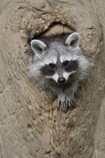 Raccoon (Procyon lotor), young animal looking out of a tree hollow, North Rhine-Westphalia, Germany