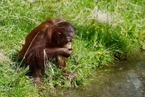 Bornean orangutan (Pongo pygmaeus), young animal drinking water from a pond, captive, endemic to