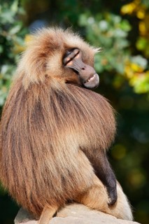 Djelada (Theropithecus gelada), male, captive, occurrence in Ethiopia