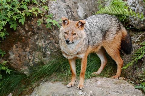 Golden jackal (Canis aureus), captive, occurring in Europe and Asia