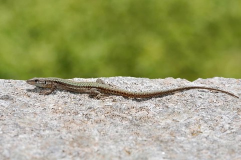 Podarcis hispanicus or Iberian wall lizard (Podarcis hispanicus), Algarve, Portugal