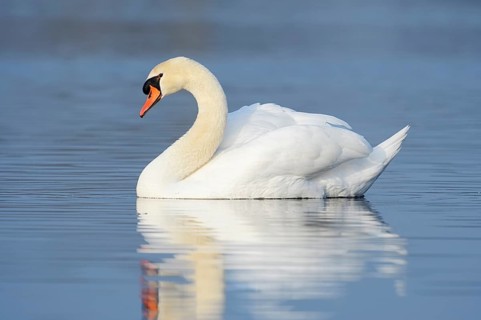 Mute swan (Cygnus olor), North Rhine-Westphalia, Germany