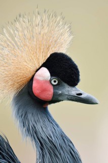 Black crowned crane or Black-necked crane (Balearica pavonina), portrait, captive, occurring in