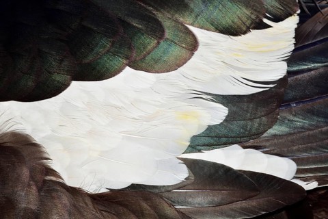 Muscovy duck (Cairina moschata), plumage detail of drake, North Rhine-Westphalia, Germany