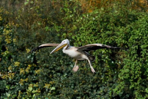 Pink pelican (Pelecanus onocrotalus), immature, flying, Greece