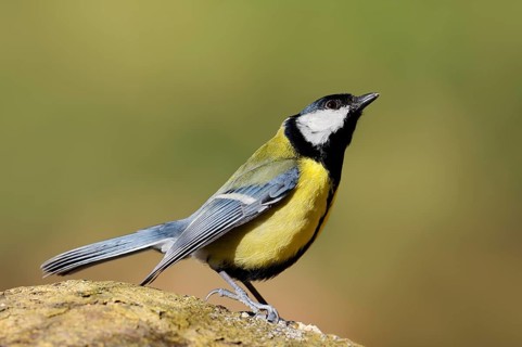 Great tit (Parus major), threatening gesture, North Rhine-Westphalia, Germany