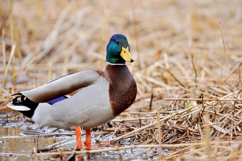 Mallard (Anas platyrhynchos), drake, North Rhine-Westphalia, Germany
