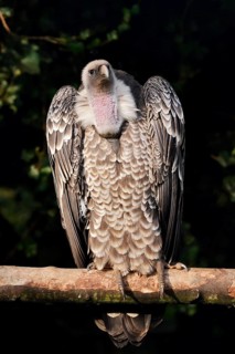 Barred vulture (Gyps rueppelli) perched on a branch, captive, occurring in Africa