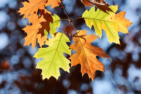 American red oak (Quercus rubra), leaves in autumn, North Rhine-Westphalia, Germany