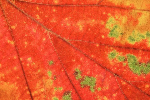 Persian ironwood (Parrotia persica), detail of leaf in autumn, North Rhine-Westphalia, Germany
