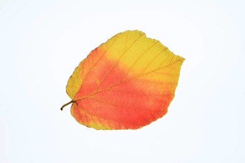 Persian ironwood (Parrotia persica), leaf in autumn on a white background, North Rhine-Westphalia,