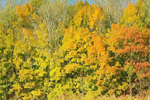 Deciduous trees in autumn are reflected in a lake, North Rhine-Westphalia, Germany