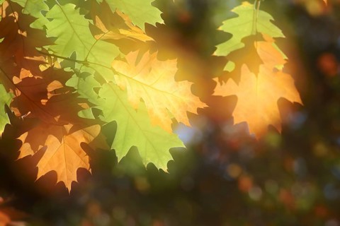 American red oak (Quercus rubra), leaves in autumn, double exposure, North Rhine-Westphalia,