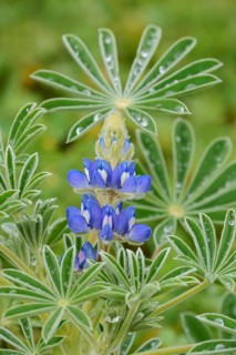Lupine (Lupinus cosentinii), inflorescence and leaves, Algarve, Portugal