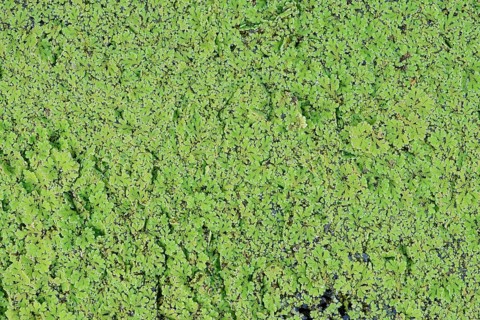Azolla cristata (Azolla caroliniana), neophyte in Europe, North Rhine-Westphalia, Germany