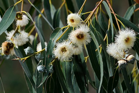 Tasmanian blue gum or common fever tree (Eucalyptus globulus), flowers and leaves, Algarve,