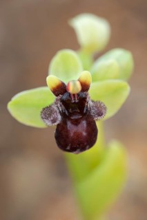 Drone ragwort or brake ragwort (Ophrys bombyliflora), flower, Algarve, Portugal