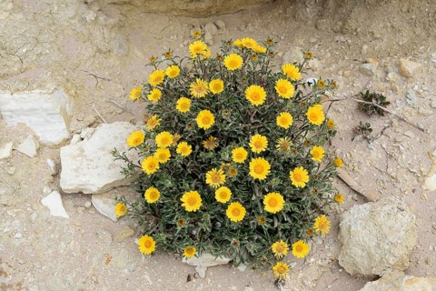 Coastal beach star (Pallenis maritima, Asteriscus maritimus), flowering, Algarve, Portugal
