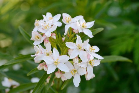 Orange blossom (Choisya ternata), flowers, ornamental plant, native to Mexico